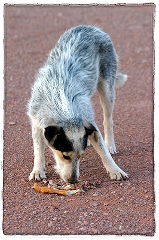 Desert Dog
